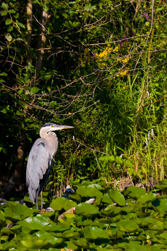 Great Blue Heron In Lillies